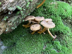 Craterellus tubaeformis