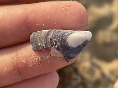 Mytilus galloprovincialis