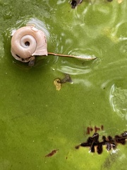 Planorbella campanulata