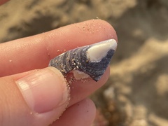 Mytilus galloprovincialis
