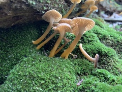 Craterellus tubaeformis