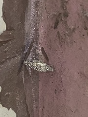 Phereoeca