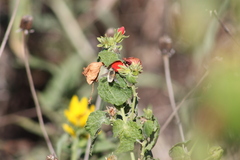 Systoechus candidulus
