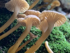 Craterellus tubaeformis