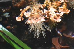 Hydrozoa