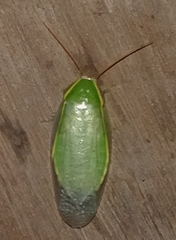 Panchlora nivea