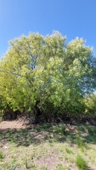 Schinus molle