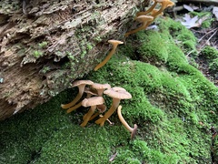Craterellus tubaeformis