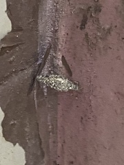 Phereoeca