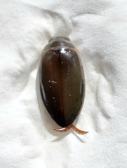 Dytiscus habilis