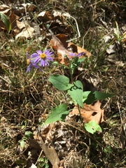 Symphyotrichum anomalum
