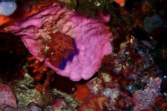 Lithophyllaceae