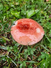 Russula rosacea
