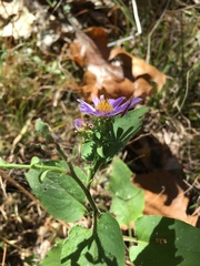 Symphyotrichum anomalum