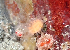 Monomyces rubrum
