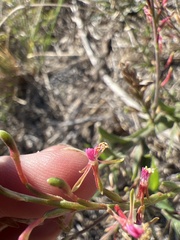 Oenothera curtiflora