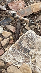 Trimerotropis fontana