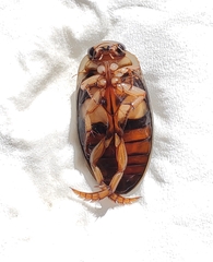 Dytiscus habilis