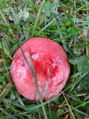 Russula rosacea