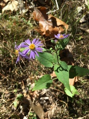 Symphyotrichum anomalum