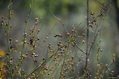 Chrysojasminum fruticans