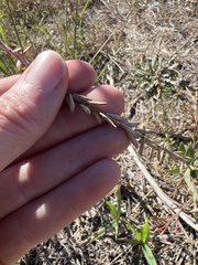 Oenothera curtiflora