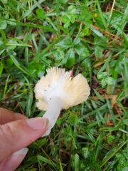 Russula rosacea