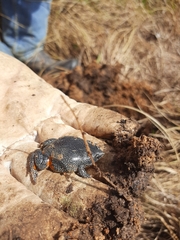 Elachistocleis pearsei