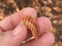 Acanthocardia tuberculata