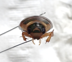 Dytiscus habilis
