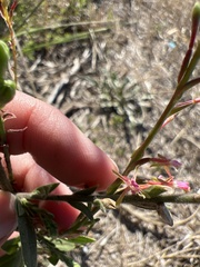 Oenothera curtiflora