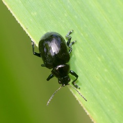 Typophorus