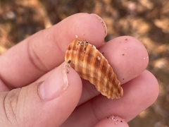 Acanthocardia tuberculata