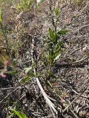 Oenothera curtiflora