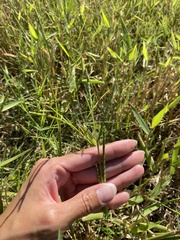 Urochloa platyphylla