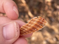 Acanthocardia tuberculata