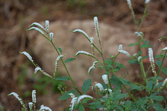 Heliotropium bacciferum