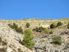 Macrochloa tenacissima