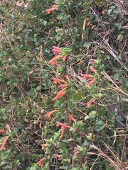 Clinopodium tomentosum