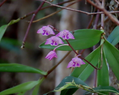 Dendrobium kingianum
