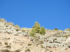 Macrochloa tenacissima