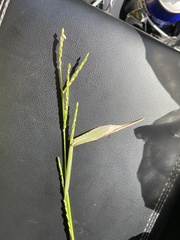 Urochloa platyphylla