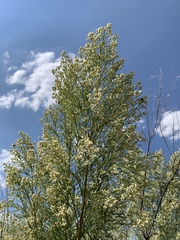 Baccharis neglecta