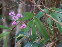 Dendrobium kingianum