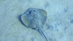 Dasyatis pastinaca