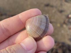 Mactra stultorum