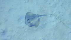 Dasyatis pastinaca