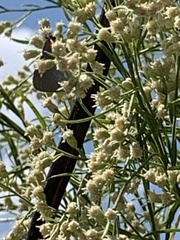 Baccharis neglecta