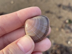 Mactra stultorum