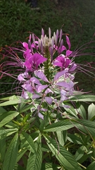 Cleome speciosa